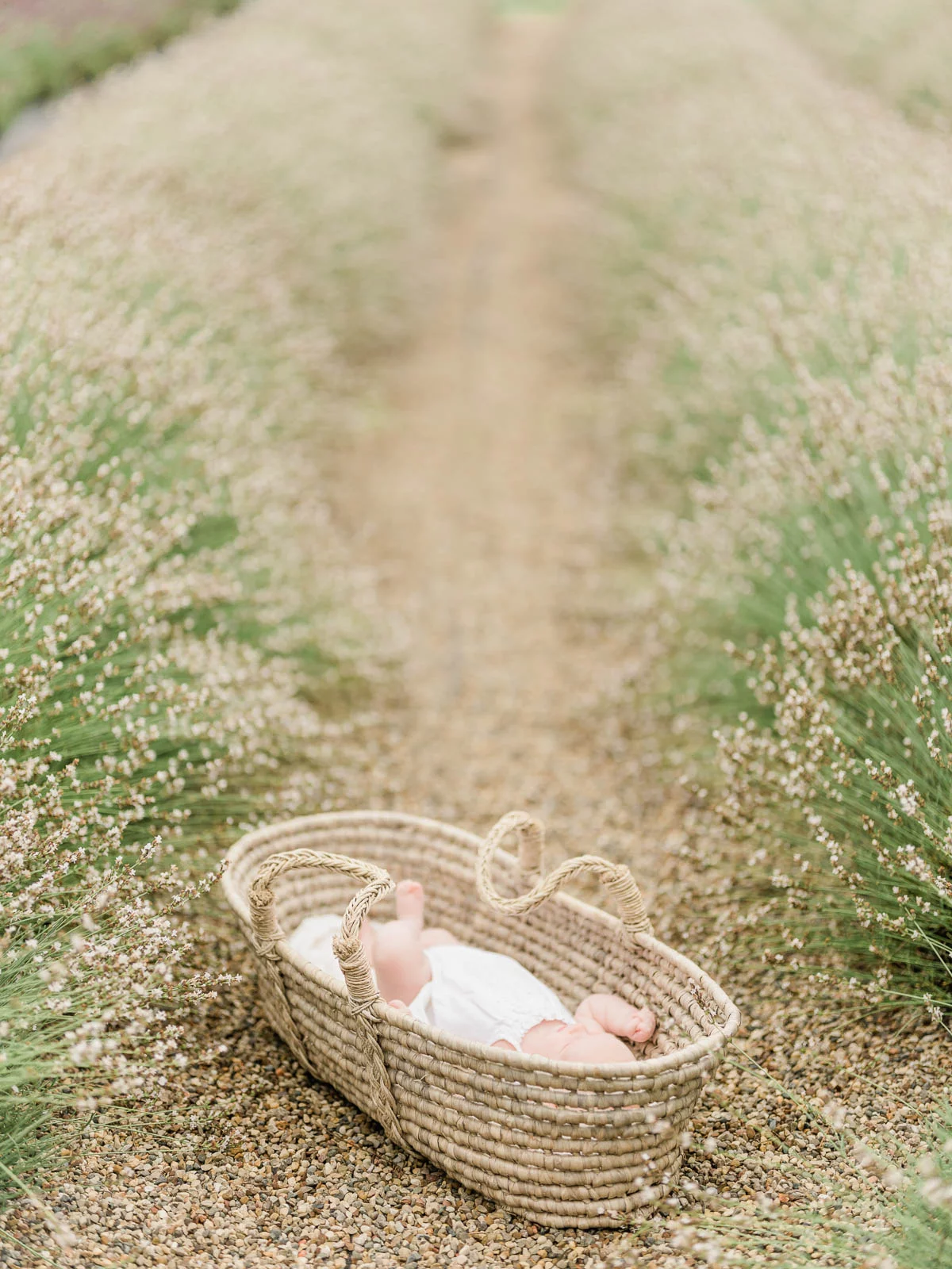 Chicago Family Newborn Photographer - 07262023 Lavender Field_A_07272023_8133.jpg