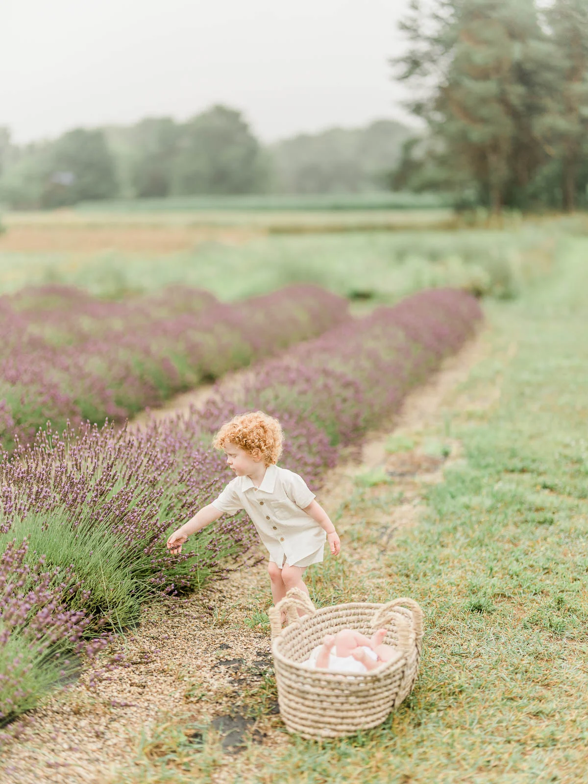 Chicago Family Newborn Photographer - 07262023 Lavender Field_A_07272023_8187.jpg